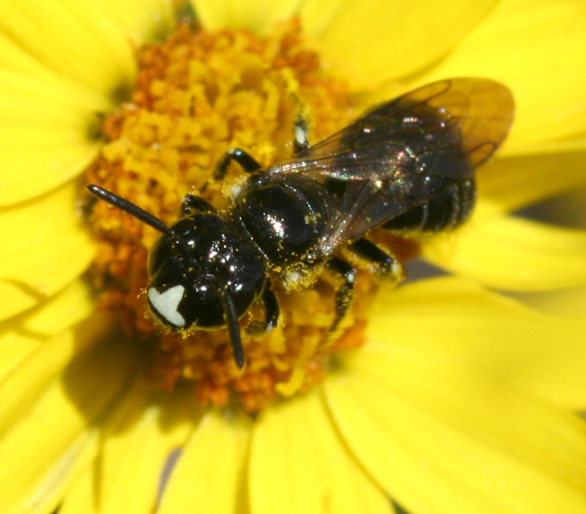 Apidae  Xylocopinae: Ceratina cucurbitina